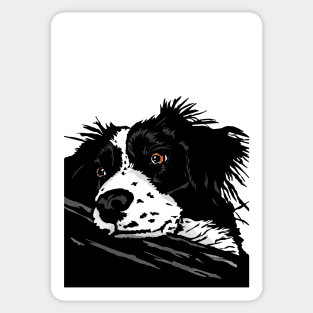 Colin the Collie Dog Sticker